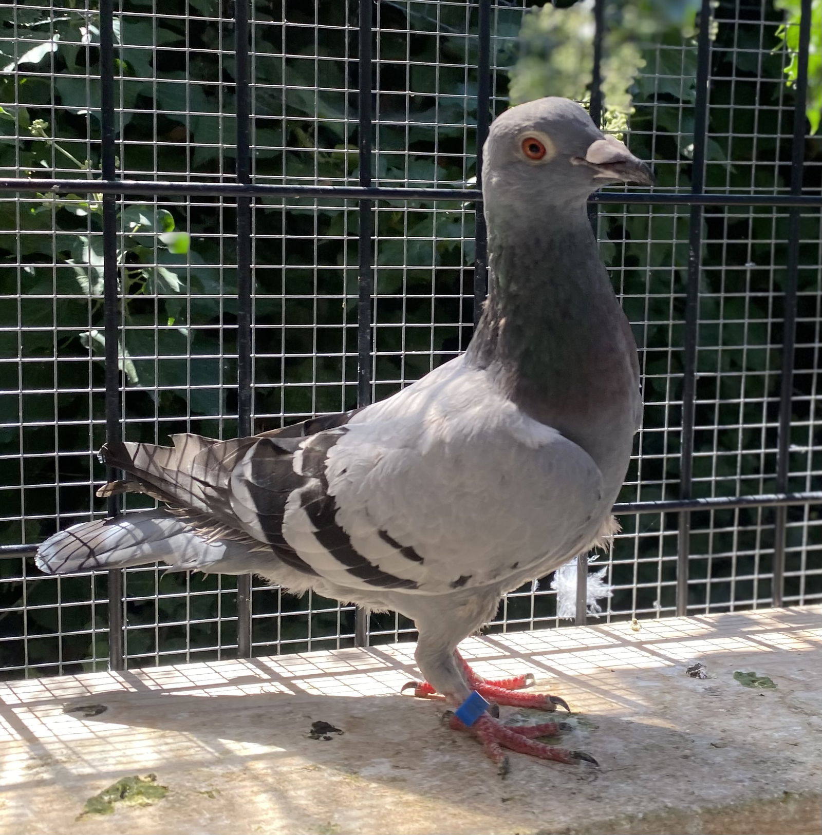 adoptable Bird in Oakland, CA named Flik