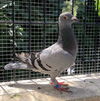 adoptable Bird in oakland, CA named Flik