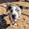 adoptable Dog in  named Franklin