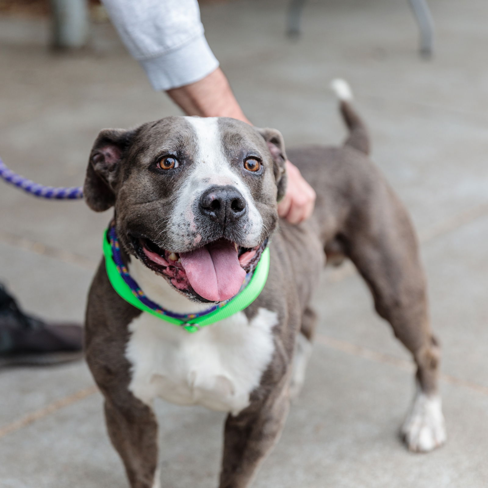 adoptable Dog in Oakland, CA named Franklin