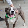 adoptable Dog in Oakland, CA named Franklin