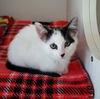 adoptable Cat in Oakland, CA named Schnitzel (bonded w/ Bucatini)