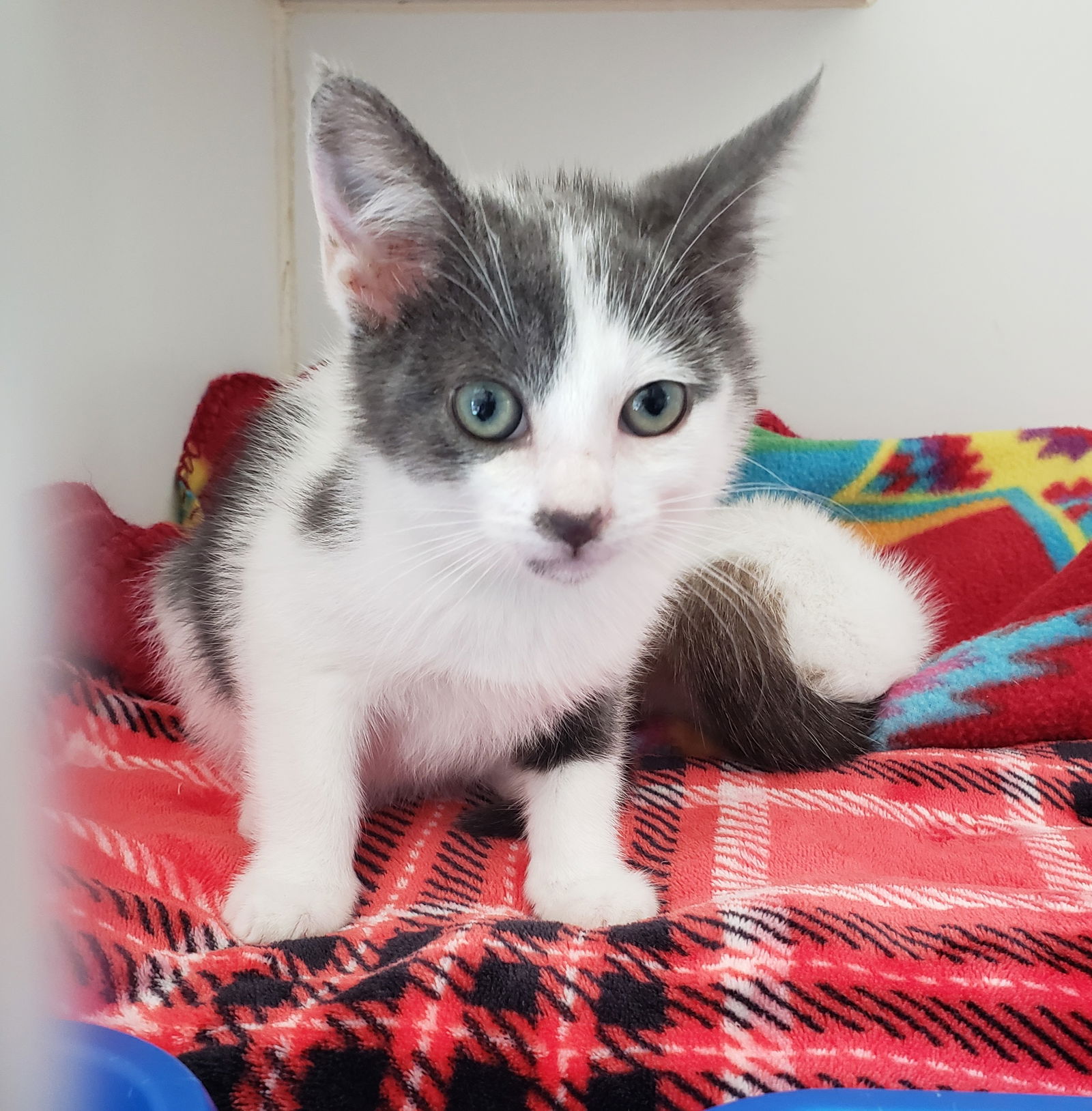 adoptable Cat in Oakland, CA named Bucatini (bonded w/ Schnitzel)