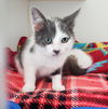 adoptable Cat in Oakland, CA named Bucatini (bonded w/ Schnitzel)