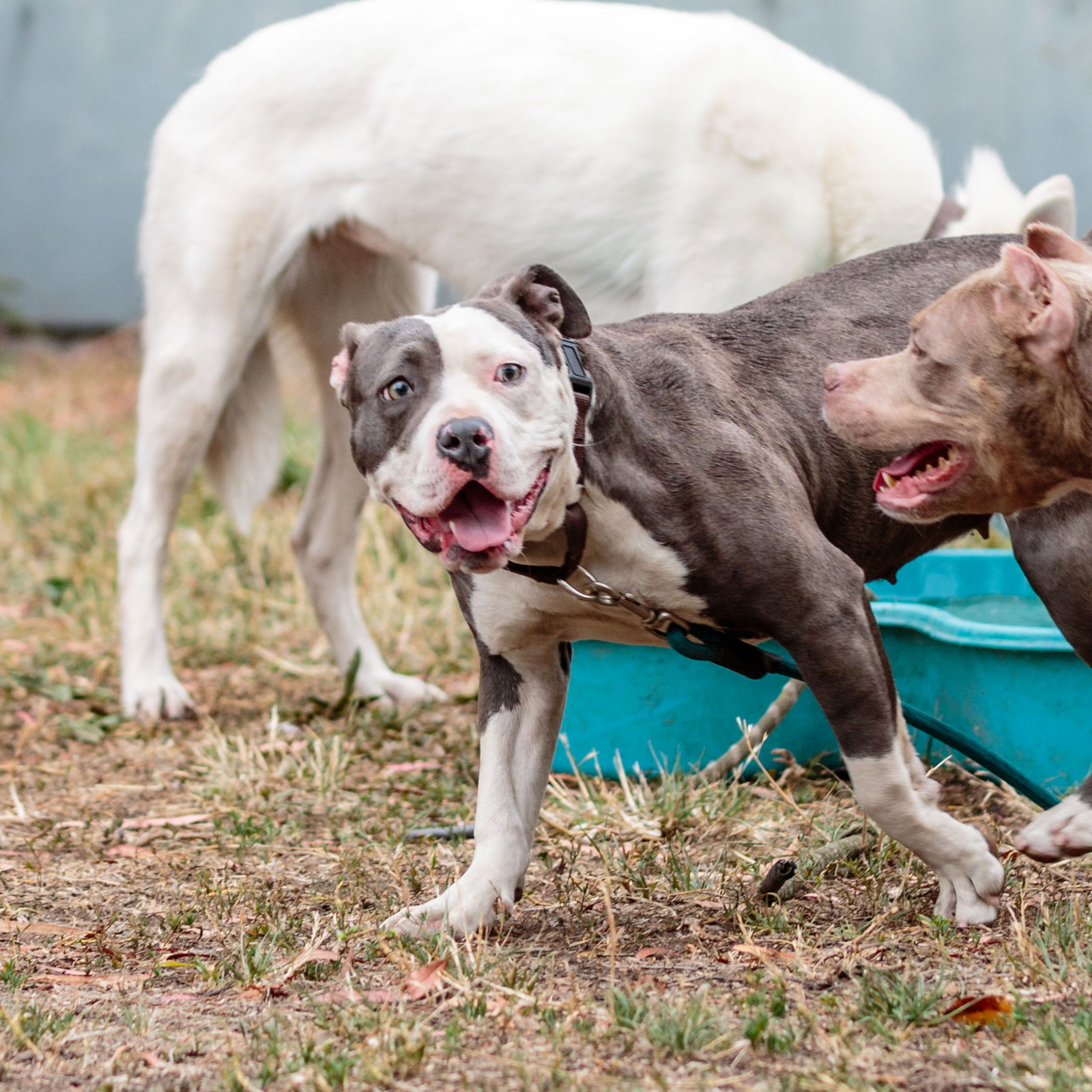 adoptable Dog in Oakland, CA named Labubu