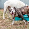 adoptable Dog in  named Labubu