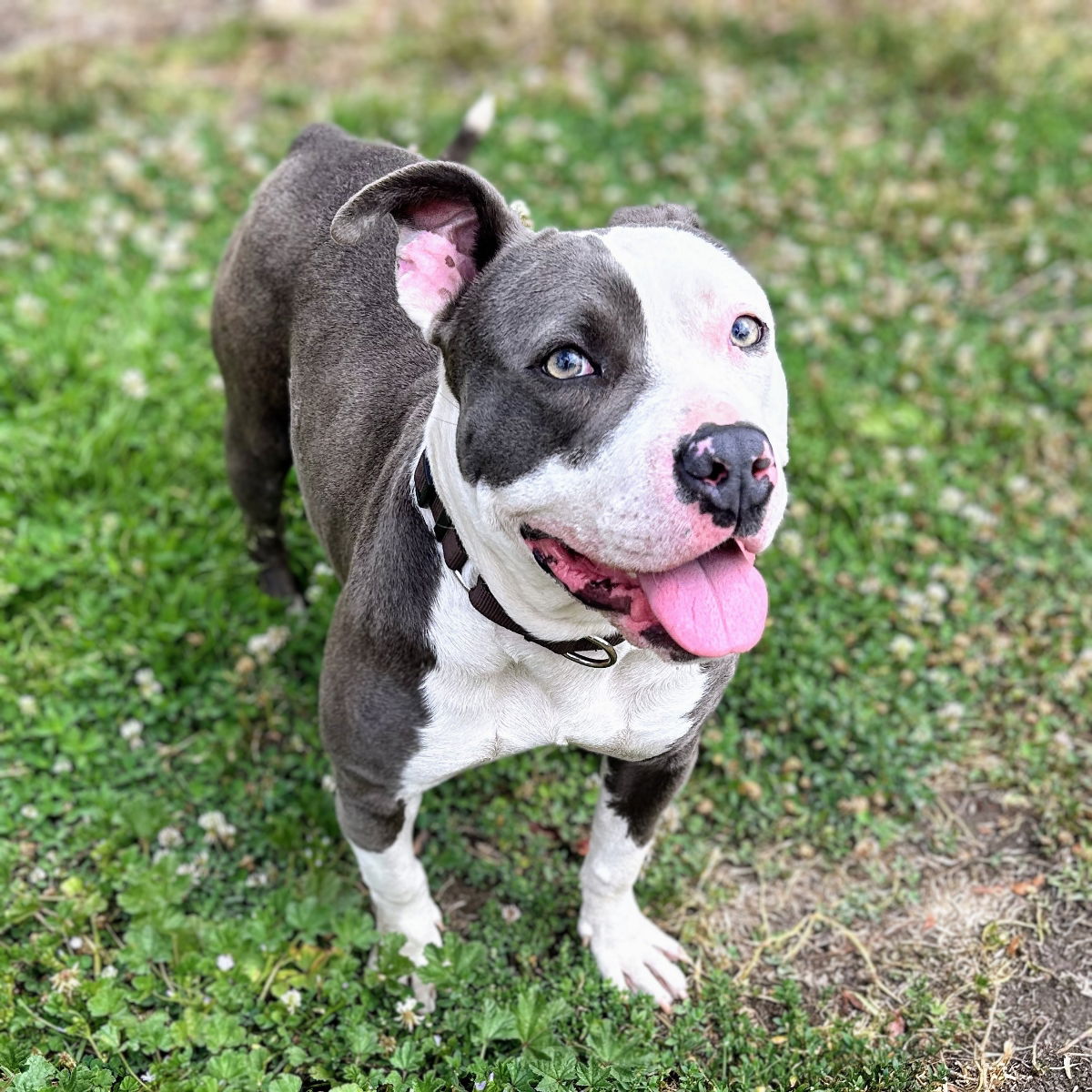 adoptable Dog in Oakland, CA named Labubu