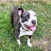 adoptable Dog in oakland, CA named Labubu