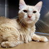 adoptable Cat in  named Buffy