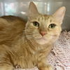 adoptable Cat in Oakland, CA named Buffy