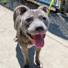adoptable Dog in  named Bebe