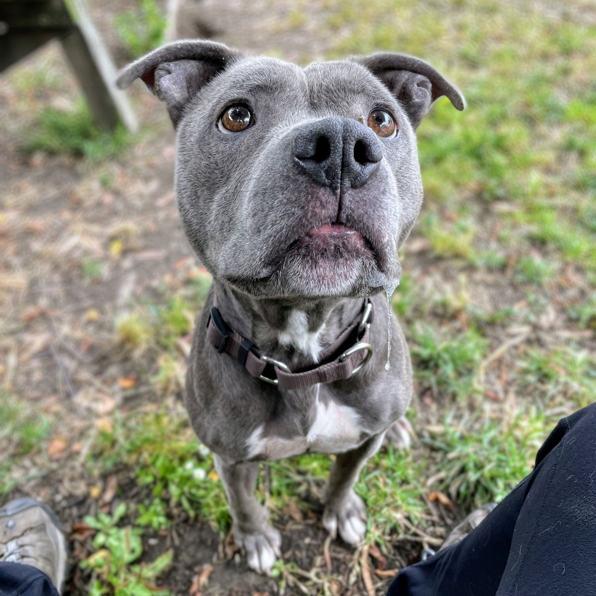 adoptable Dog in Oakland, CA named Bebe