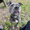 adoptable Dog in Oakland, CA named Bebe