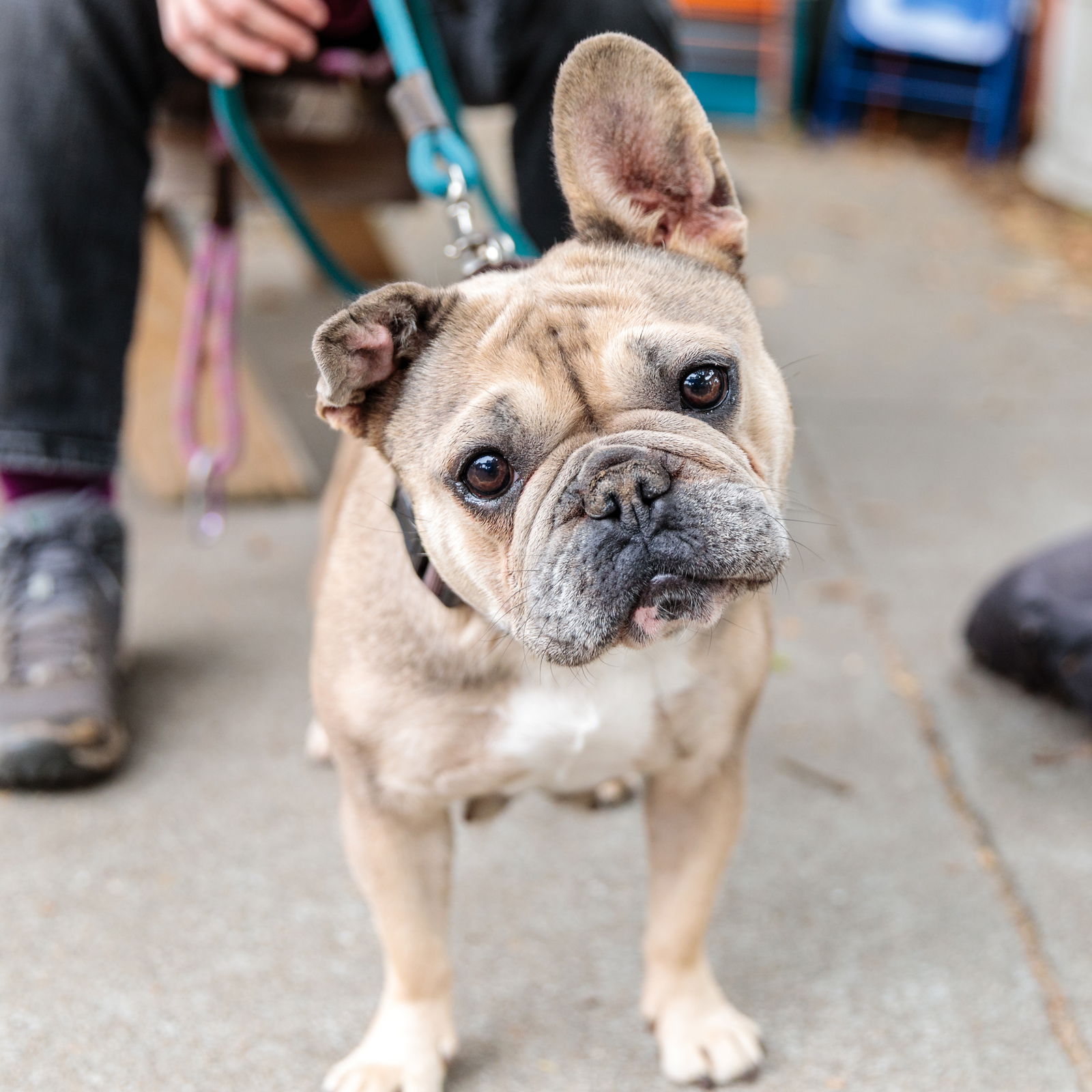 adoptable Dog in Oakland, CA named Ursula