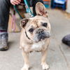 adoptable Dog in oakland, CA named Ursula