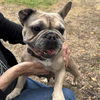 adoptable Dog in Oakland, CA named Ursula