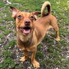 adoptable Dog in Oakland, CA named DJ
