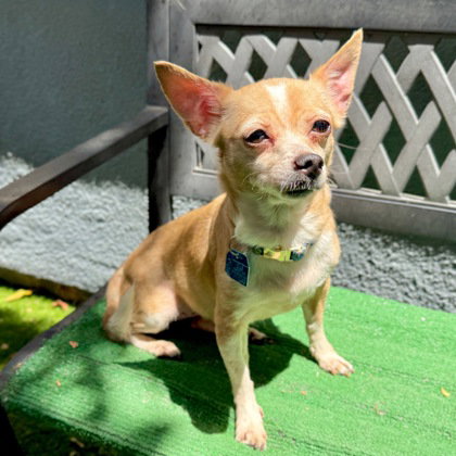 Colette, a dog for adoption from Oakland Animal Services
