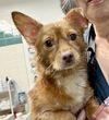 adoptable Dog in Oakland, CA named Pauly D