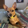 adoptable Dog in Oakland, CA named Harriet