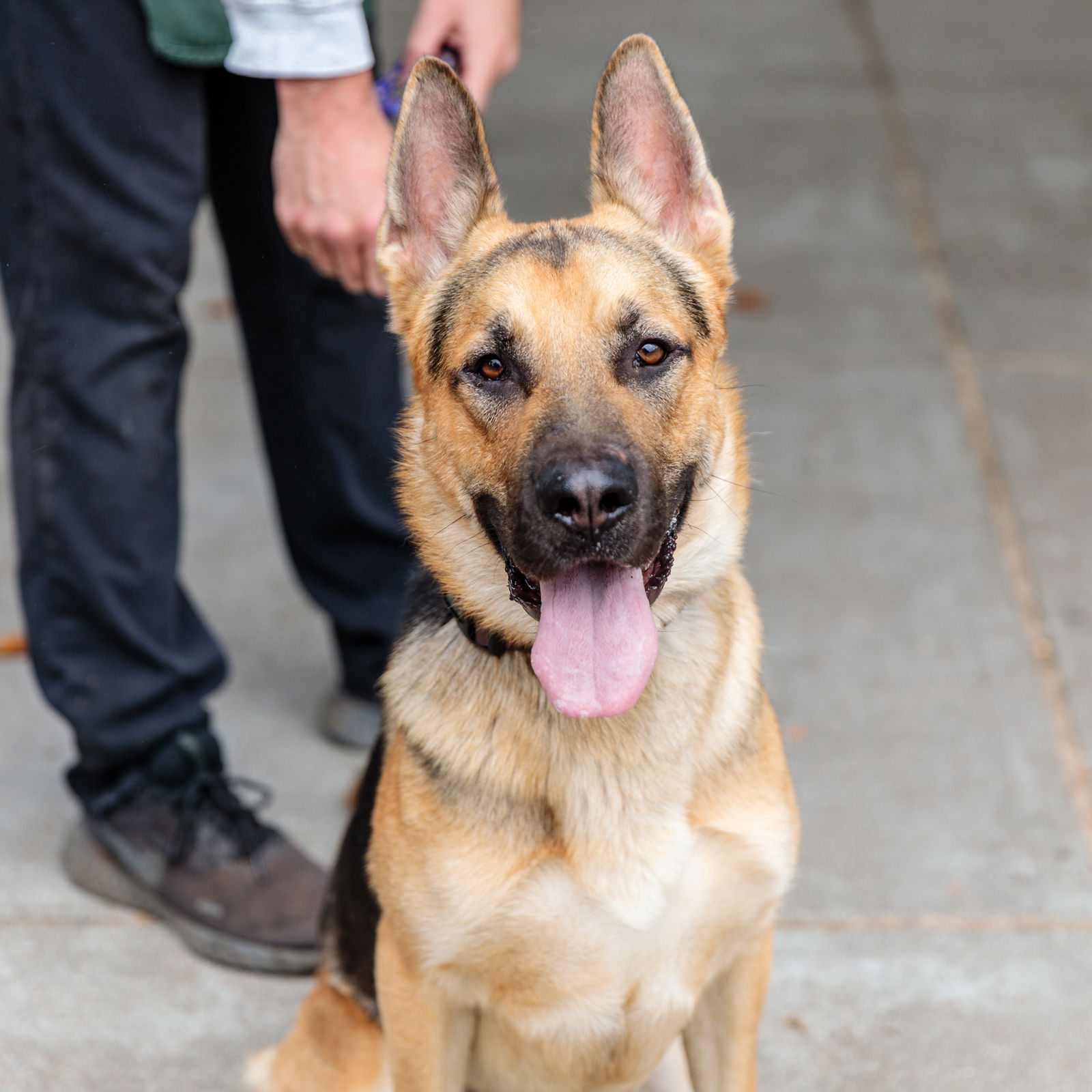 adoptable Dog in Oakland, CA named Charm