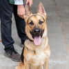 adoptable Dog in  named Charm