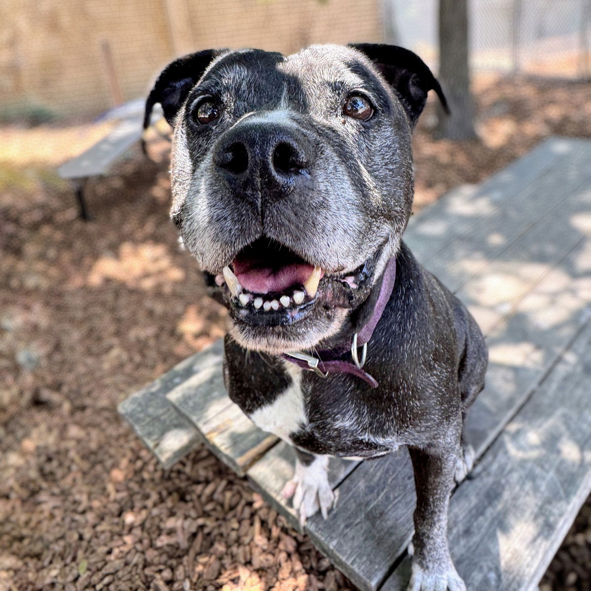 adoptable Dog in Oakland, CA named Chata