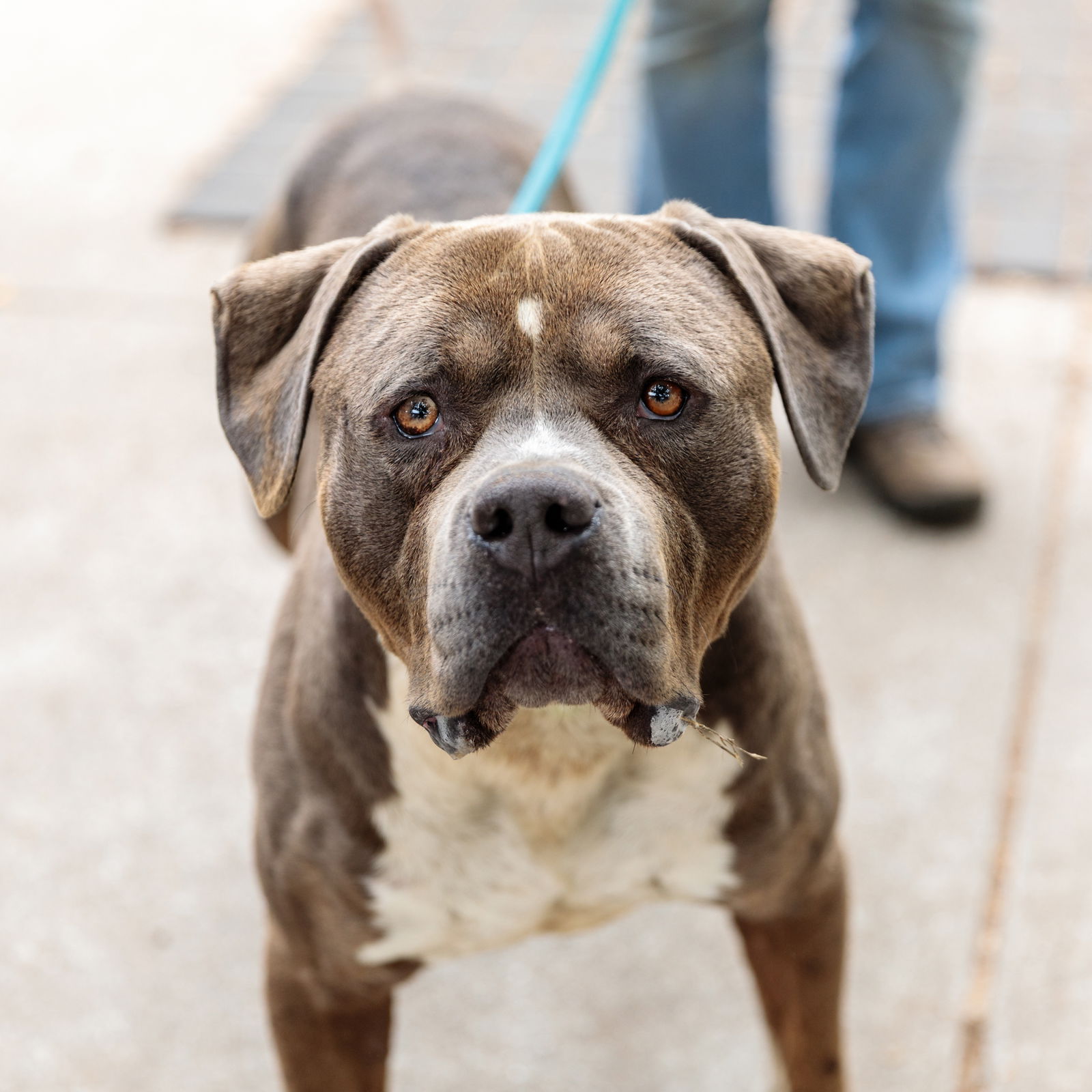 adoptable Dog in Oakland, CA named Toblerone