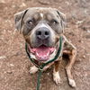 adoptable Dog in Oakland, CA named Toblerone