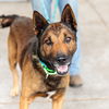 adoptable Dog in oakland, CA named Ghirardelli