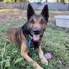 adoptable Dog in Oakland, CA named Ghirardelli