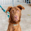 adoptable Dog in oakland, CA named Cadbury