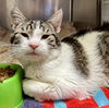 adoptable Cat in oakland, CA named Murphy
