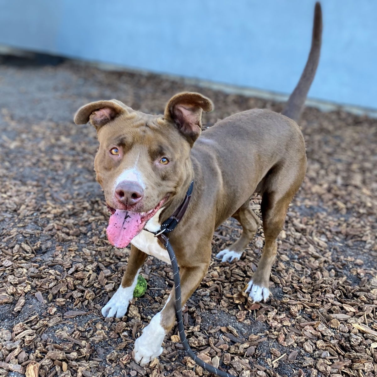adoptable Dog in Oakland, CA named Novette
