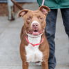 adoptable Dog in oakland, CA named Novette
