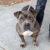 adoptable Dog in oakland, CA named Chunky