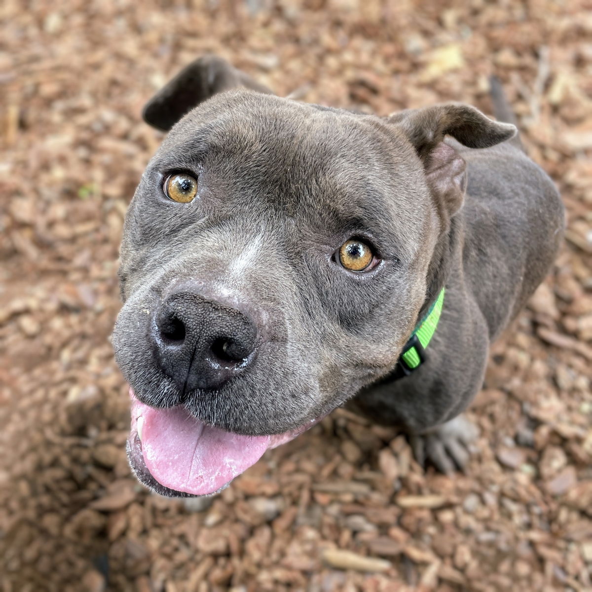 adoptable Dog in Oakland, CA named Chunky