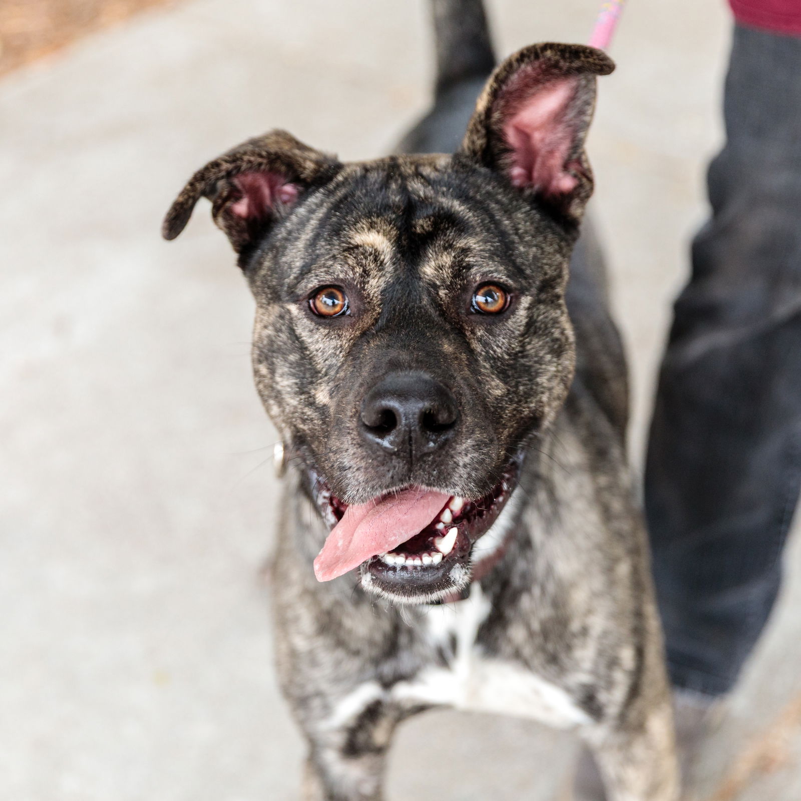adoptable Dog in Oakland, CA named Ghostie