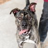 adoptable Dog in oakland, CA named Ghostie