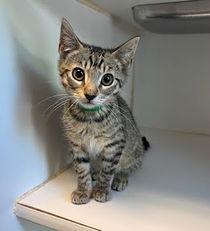Sandy (bonded w/ Danny) Photo