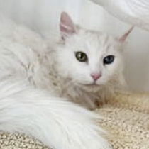 Dutchess (bonded w/Marie) Photo