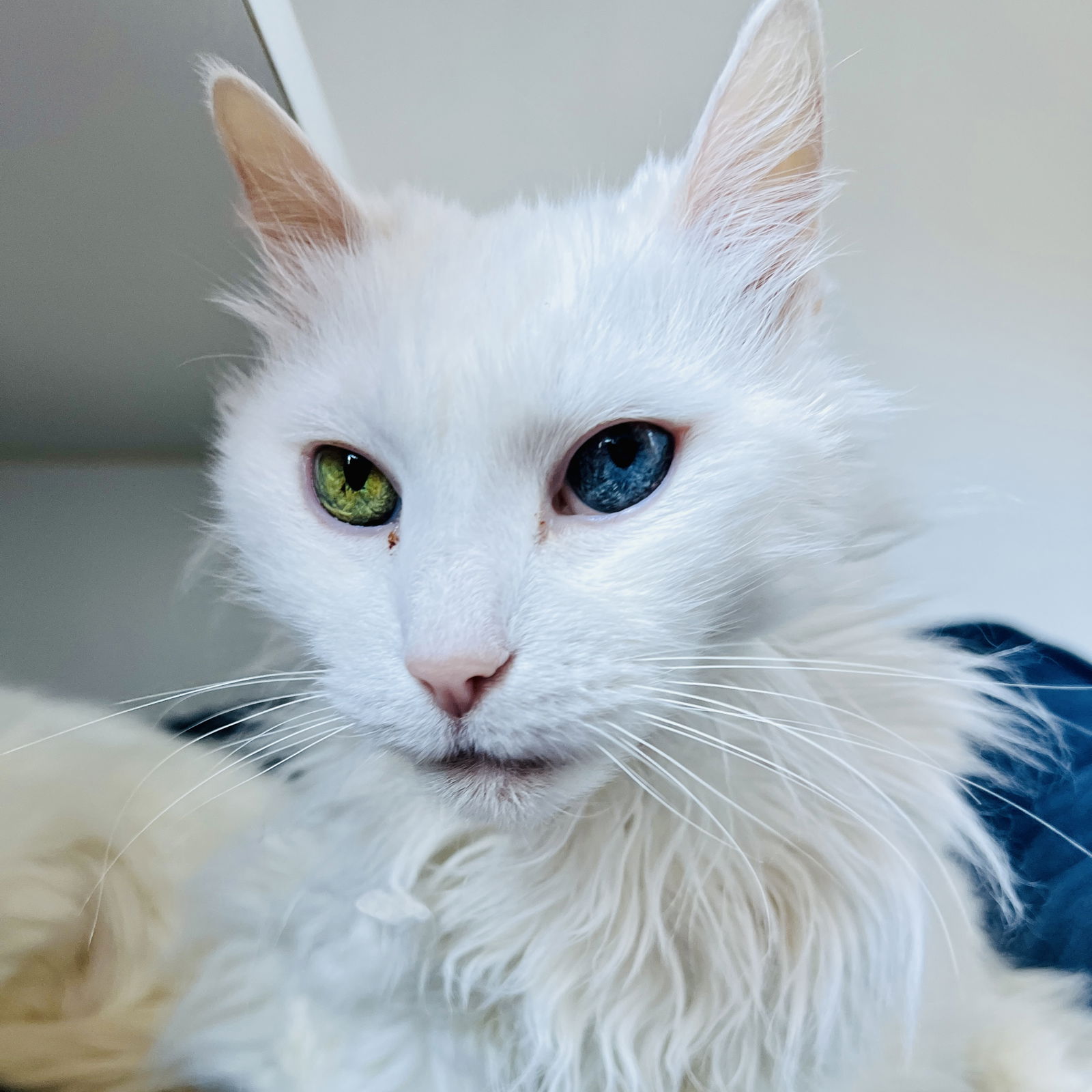 adoptable Cat in Oakland, CA named Dutchess (bonded w/Marie)