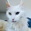 adoptable Cat in oakland, CA named Dutchess (bonded w/Marie)