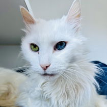 Dutchess (bonded w/Marie) Photo
