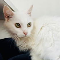 Marie (bonded w/Dutchess) Photo