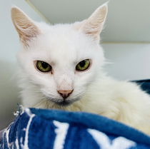 Marie (bonded w/Dutchess) Photo