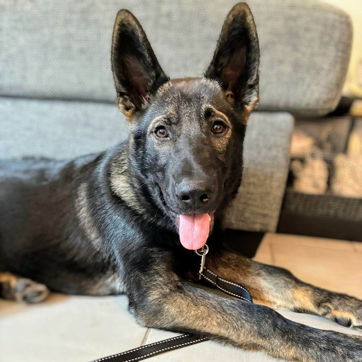 adoptable Dog in Oakland, CA named Tobias