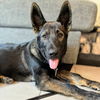 adoptable Dog in oakland, CA named Tobias