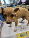 adoptable Dog in oakland, CA named Chickpea