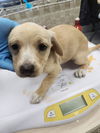 adoptable Dog in oakland, CA named Ceci